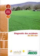 Diagnostic des accidents du blé dur