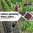 Cultivar guisantes, habas, judías